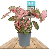 CALADIUM PINK SPLASH 40CM (HEART OF JESUS)