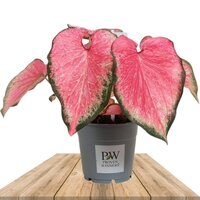 CALADIUM BLUSHING BRIDE 30CM (HEART OF JESUS)