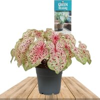 CALADIUM MISS MUFFET 30CM (HEART OF JESUS)