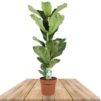 CAUCHO FIBROSO 50CM (FICUS LYRATA)