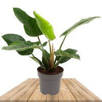 PHILODENDRON IMPERIAL GREEN 70CM (FILODENDRO)
