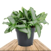 MURDANNIA LORIFORMUS BRIGHT STAR