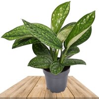 EPIPREMNUM PINNATUM MARBLE PLANET