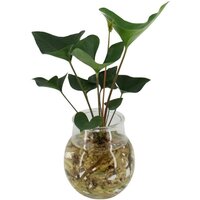 ANTHURIUM ARROW HIDROPONÍCO EN CRISTAL KINGSTON (ANTURIO)