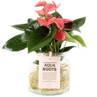 ANTHURIUM PINK CHAMPION HIDROPONÍCO EN CRISTAL KINGSTON (ANTURIO)