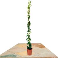 BOUGAINVILLEA BLANCA TUTOR 100CM (BOUGAINVILLEA)