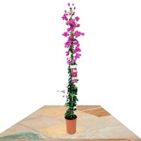 BOUGAINVILLEA SANDERIANA TUTOR 100CM (BUGANVILLA)