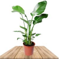 STRELITZIA NICOLAI 155CM (BIRD OF PARADISE PLANT)