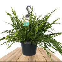 NEPHROLEPIS GREEN LADY 40CM (HELECHO COMUN)