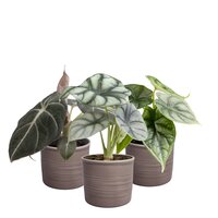 SET DE PLANTAS EN MACETEROS ALOCASIA DREAM