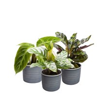 SET DE PLANTAS EN MACETEROS CALATHEA LOVE