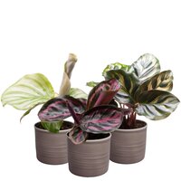 PACK DE PLANTAS EN MACETEROS CALATHEA DELIGHT