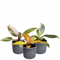 SET DE PLANTAS CON MACETEROS FILODENDRO STARS