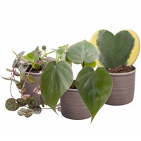 SET DE 3 PLANTAS CON MACETEROS 'CORAZÓN'