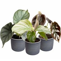 SET DE 3 PLANTAS CON MACETEROS 'JUNGLE DREAM'