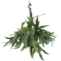 PLATYCERIUM COLGANTE 50CM (HELECHO CUERNO DE ALCE)