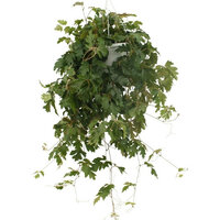 CISSUS RHOMBIFOLIA 70CM (CISO)