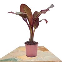 MUSA MAURELLI 60CM (PLATANERA)