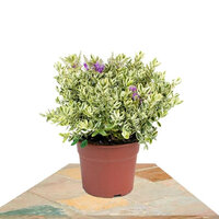 BLUE SHOWY-SPEEDWELL 45CM (HEBE ADDENDA)