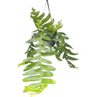 CACTUS ESPINA DE PESCADO 30CM (EPIPHYLLUM CHRYSOCARDIUM) epiphyllum chrysocardium