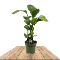 STRELITZIA NICOLAI 55CM (BIRD OF PARADISE)