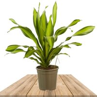 DRACAENA FRAGRANS CHARLEY (DRACENA)