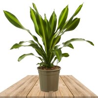 DRACAENA FRAGRANS BURLEY (CORN PLANT)