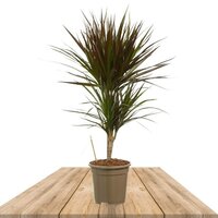 DRACAENA MAGENTA 80CM (DRAGON'S BLOOD TREE)