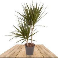 DRACAENA MARGINATA 80CM (DRAGON TREE)