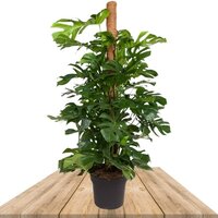 COSTILLA DE ADÁN CON TUTOR 180CM (MONSTERA DELICIOSA)