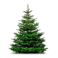 ÁRBOL DE NAVIDAD NATURAL ABETO NORMANDÍA 125-150CM CON BASE - ABIES NORDMANNIANA