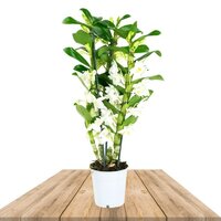 DENDROBIUM NOBILE APOLLON 50CM