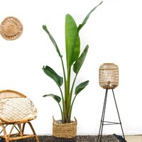 STRELITZIA AUGUSTA 200CM (BIRD OF PARADISE PLANT)