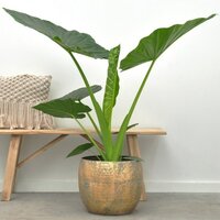 ELEPHANT EARS PLANT MACRORRHIZOS 150CM (ALOCASIA MACRORRHIZA)