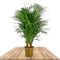 PALMERA ARECA 160CM (ARECA DYPSIS LUTESCENS)