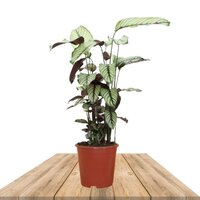CALATHEA WHITESTAR 50CM (CALATHEA ZANTEDESCHIA)