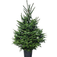 ABETO FRASER ENRAÍZADO 125-150CM (ABIES FRASERI)