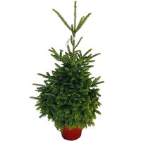 ABETO FRASER ENRAÍZADO 80-100CM (ABIES FRASERI)