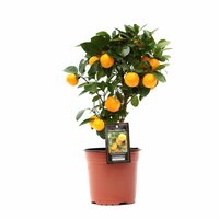 ÁRBOL CÍTRICO CALAMONDINA 45CM (CITROFORTUNELLA MICROCARPA)