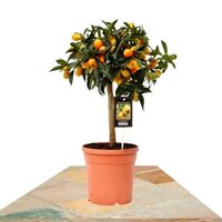 CITRUS KUMQUAT 60CM (GOLDEN ORANGE)