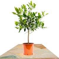 CITRUS HYSTRIX 70CM (LIMA KAFFIR)