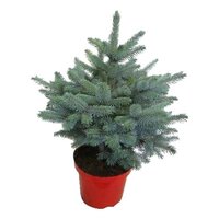 PICEA PUNGENS BLUE 75-85CM - ÁRBOL NAVIDEÑO NATURAL