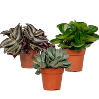 PACK SURPRISE BOX DE 3 PLANTAS DE INTERIOR