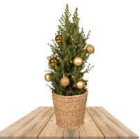 ÁRBOL NAVIDEÑO ADORNADO COLOR DORADO PICEA GLAUCA CONICA 80CM - ABETO NATURAL 