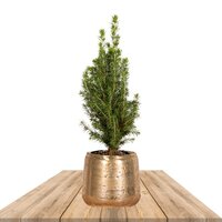 ÁRBOL DE NAVIDAD PICEA GLAUCA CONICA 30CM EN MACETERO - ABETO NATURAL