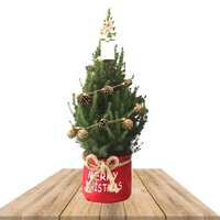 ÁRBOL NAVIDEÑO ADORNADO NATURE PICEA GLAUCA CONICA 70CM - ABETO NATURAL 