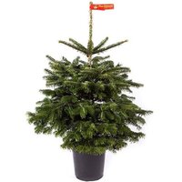ABETO DE NORMANDÍA NATURAL EN MACETA 75-100CM - ABIES NORDMANNIANA