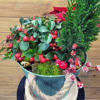 CENTRO DE 3 PLANTAS NATURALES NAVIDAD 30-40CM