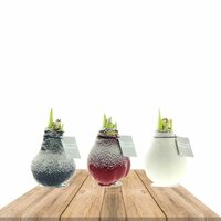 3 BULBOS DE AMARYLLIS DECO NAVIDAD