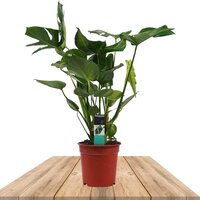 CERIMÁN 60CM (MONSTERA DELICIOSA)